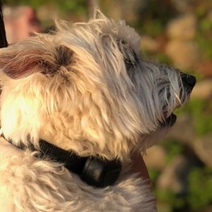 Meet your Posher, Sasha